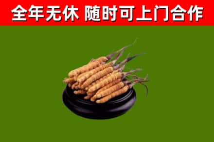 临桂回收冬虫夏草